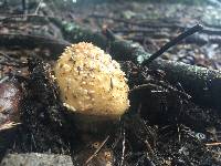 Amanita gemmata image