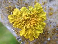 Xanthoria parietina var. parietina image