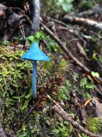 Entoloma hochstetteri image