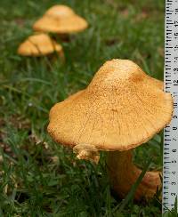 Gymnopilus junonius image