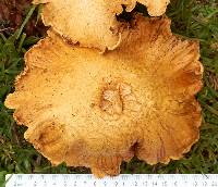 Gymnopilus junonius image