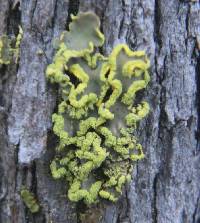 Pseudocyphellaria aurata image