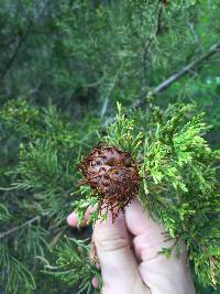 Gymnosporangium juniperi-virginianae image