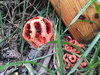 Clathrus ruber image