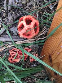 Clathrus ruber image