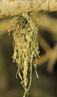 Ramalina leptocarpha image