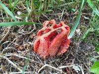 Clathrus ruber image