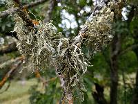 Ramalina leptocarpha image