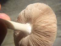 Volvariella gloiocephala image