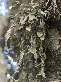 Ramalina leptocarpha image