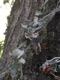 Ramalina leptocarpha image