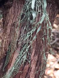 Ramalina menziesii image