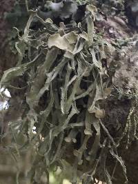 Ramalina leptocarpha image