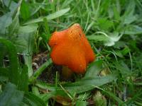 Hygrocybe conica image