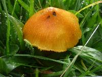 Hygrocybe conica image