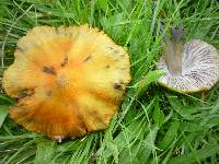 Hygrocybe conica image