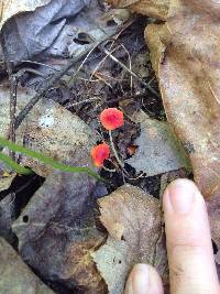 Mycena acicula image