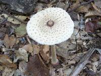 Macrolepiota procera var. procera image