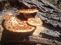 Polyporus squamosus image