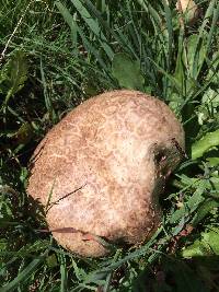 Mycenastrum corium image