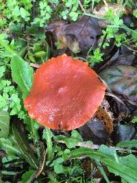 Lactarius rubidus image