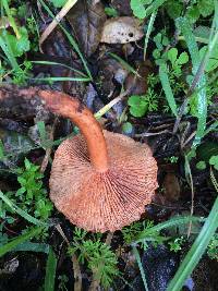 Lactarius rubidus image