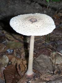 Macrolepiota procera var. procera image