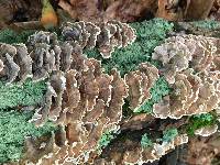 Trametes versicolor image