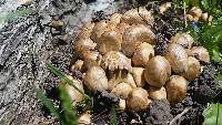 Coprinellus micaceus image