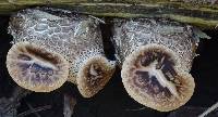 Polyporus squamosus image