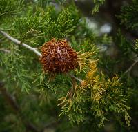 Gymnosporangium juniperi-virginianae image