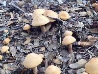 Agrocybe pediades image