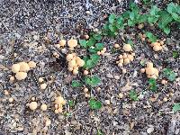 Agrocybe pediades image