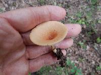 Clitocybe gibba image