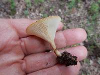 Clitocybe gibba image