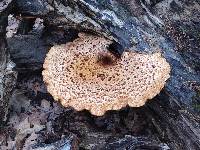 Polyporus squamosus image