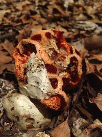 Clathrus ruber image