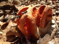 Clathrus ruber image