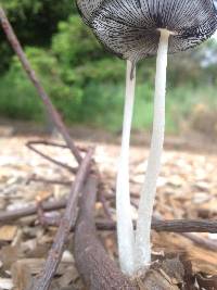 Coprinopsis lagopus image