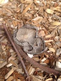 Coprinopsis lagopus image