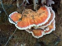 Laetiporus cincinnatus image