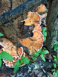 Laetiporus cincinnatus image