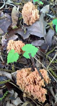 Ramaria stricta image