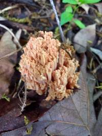 Ramaria stricta image