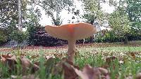 Amanita muscaria image