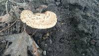 Polyporus squamosus image