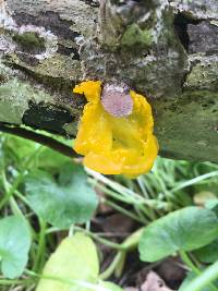 Tremella mesenterica image