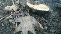 Polyporus squamosus image