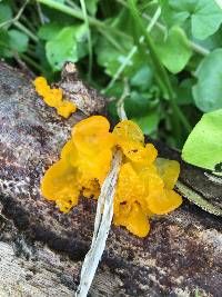 Tremella mesenterica image