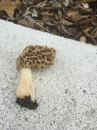 Morchella rufobrunnea image